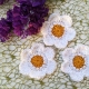 crochet six petal daisy flower pattern